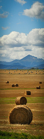 Prairie Puffs