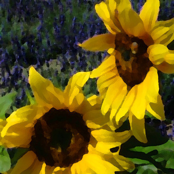 Blooming-with-Color