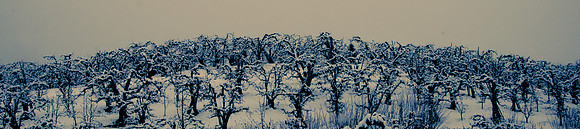 Winter Vineyard I, original 36 or 60 inches wide