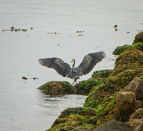 07_MWhidby_Heron-at-Keystone