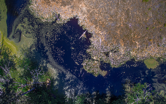 Earth Sanctuary Abstract