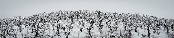 Winter Vineyard I, pigment print, hand-detailed aluminum, plexiglass - $950